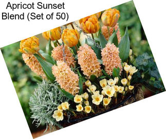 Apricot Sunset Blend (Set of 50)