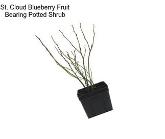 St. Cloud Blueberry Fruit Bearing Potted Shrub