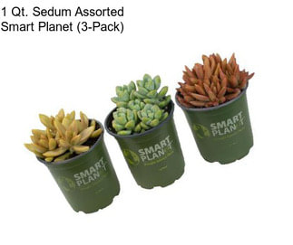 1 Qt. Sedum Assorted Smart Planet (3-Pack)