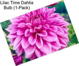 Lilac Time Dahlia Bulb (1-Pack)