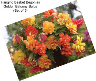 Hanging Basket Begonias Golden Balcony Bulbs (Set of 5)