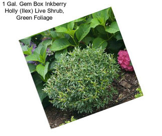 1 Gal. Gem Box Inkberry Holly (Ilex) Live Shrub, Green Foliage