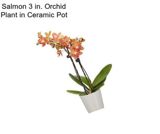 Salmon 3 in. Orchid Plant in Ceramic Pot