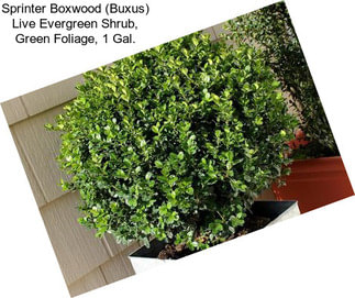 Sprinter Boxwood (Buxus) Live Evergreen Shrub, Green Foliage, 1 Gal.
