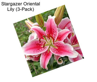 Stargazer Oriental Lily (3-Pack)