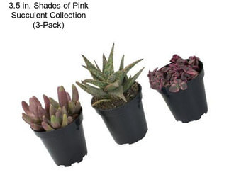 3.5 in. Shades of Pink Succulent Collection (3-Pack)