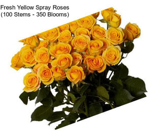 Fresh Yellow Spray Roses (100 Stems - 350 Blooms)