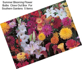 Summer Blooming Flower Bulbs  Close Out Box  For Southern Gardens  5 Items