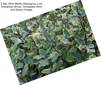 2 Gal. Olive Martini Elaeagnus, Live Evergreen Shrub, Variegated Gold and Green Foliage