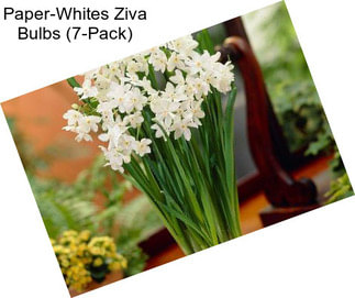 Paper-Whites Ziva Bulbs (7-Pack)