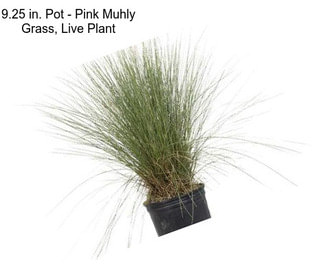 9.25 in. Pot - Pink Muhly Grass, Live Plant