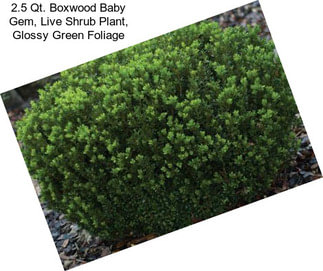2.5 Qt. Boxwood Baby Gem, Live Shrub Plant, Glossy Green Foliage