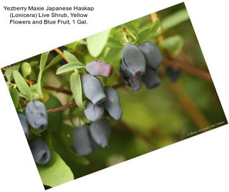 Yezberry Maxie Japanese Haskap (Lonicera) Live Shrub, Yellow Flowers and Blue Fruit, 1 Gal.