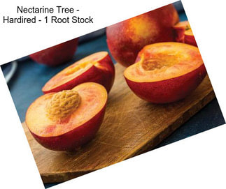 Nectarine Tree - Hardired - 1 Root Stock