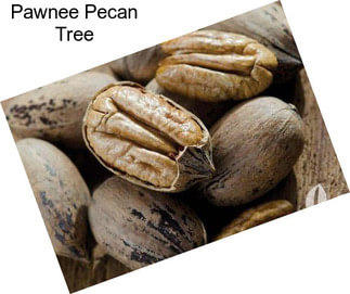 Pawnee Pecan Tree