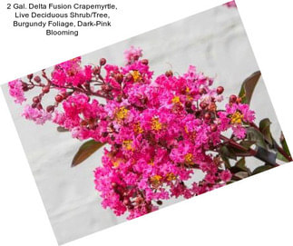 2 Gal. Delta Fusion Crapemyrtle, Live Deciduous Shrub/Tree, Burgundy Foliage, Dark-Pink Blooming