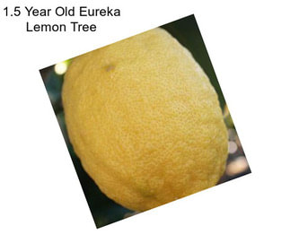 1.5 Year Old Eureka Lemon Tree