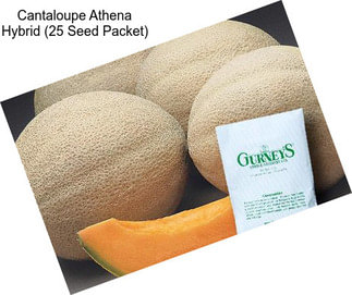 Cantaloupe Athena Hybrid (25 Seed Packet)