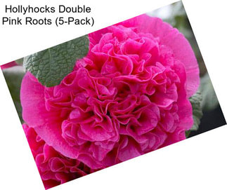 Hollyhocks Double Pink Roots (5-Pack)