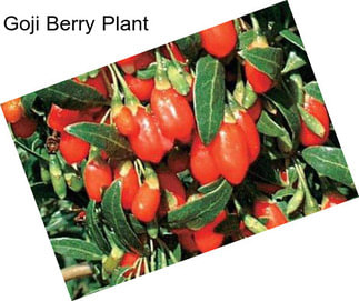 Goji Berry Plant