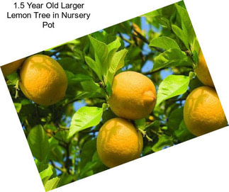 1.5 Year Old Larger Lemon Tree in Nursery Pot