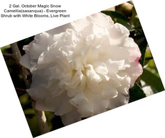 2 Gal. October Magic Snow Camellia(sasanqua) - Evergreen Shrub with White Blooms, Live Plant