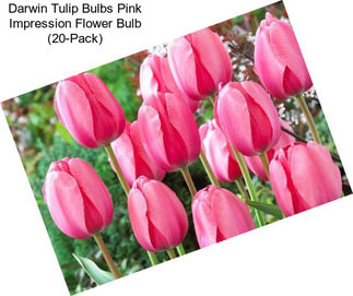 Darwin Tulip Bulbs Pink Impression Flower Bulb (20-Pack)