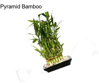 Pyramid Bamboo