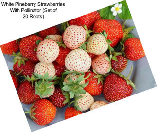 White Pineberry Strawberries With Pollinator (Set of 20 Roots)