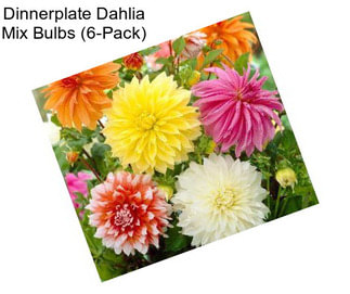 Dinnerplate Dahlia Mix Bulbs (6-Pack)
