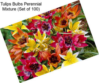 Tulips Bulbs Perennial Mixture (Set of 100)