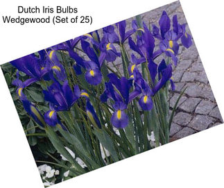 Dutch Iris Bulbs Wedgewood (Set of 25)