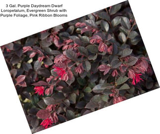 3 Gal. Purple Daydream Dwarf Loropetalum, Evergreen Shrub with Purple Foliage, Pink Ribbon Blooms