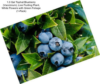 1.0 Gal Tophat Blueberry (Vaccinium), Live Fruiting Plant, White Flowers with Green Foliage (1-Pack)