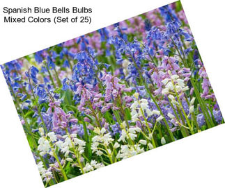 Spanish Blue Bells Bulbs Mixed Colors (Set of 25)