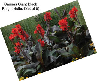 Cannas Giant Black Knight Bulbs (Set of 6)