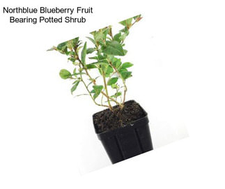 Northblue Blueberry Fruit Bearing Potted Shrub