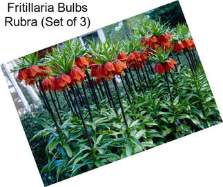 Fritillaria Bulbs Rubra (Set of 3)