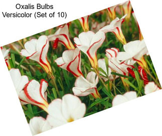 Oxalis Bulbs Versicolor (Set of 10)