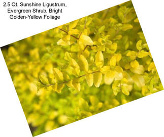 2.5 Qt. Sunshine Ligustrum, Evergreen Shrub, Bright Golden-Yellow Foliage