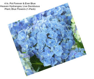 4 In. Pot Forever & Ever Blue Heaven Hydrangea, Live Deciduous Plant, Blue Flowers (1-Pack)