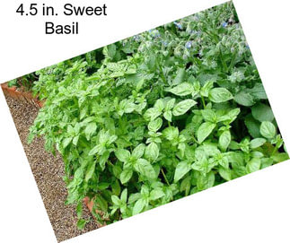 4.5 in. Sweet Basil