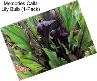 Memories Calla Lily Bulb (1-Pack)