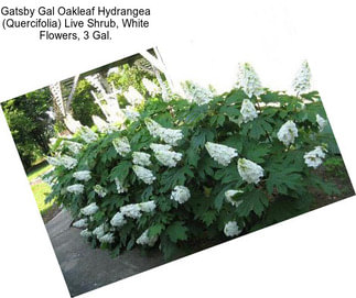 Gatsby Gal Oakleaf Hydrangea (Quercifolia) Live Shrub, White Flowers, 3 Gal.