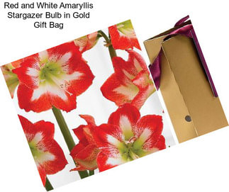 Red and White Amaryllis Stargazer Bulb in Gold Gift Bag