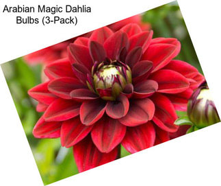 Arabian Magic Dahlia Bulbs (3-Pack)