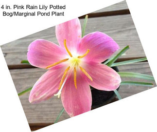 4 in. Pink Rain Lily Potted Bog/Marginal Pond Plant