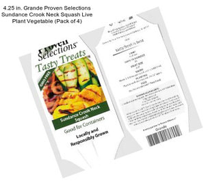 4.25 in. Grande Proven Selections Sundance Crook Neck Squash Live Plant Vegetable (Pack of 4)