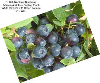 1  Gal. Northsky Blueberry (Vaccinium), Live Fruiting Plant, White Flowers with Green Foliage (1-Pack)