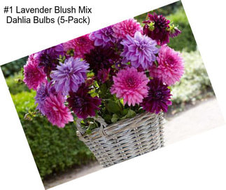 #1 Lavender Blush Mix Dahlia Bulbs (5-Pack)